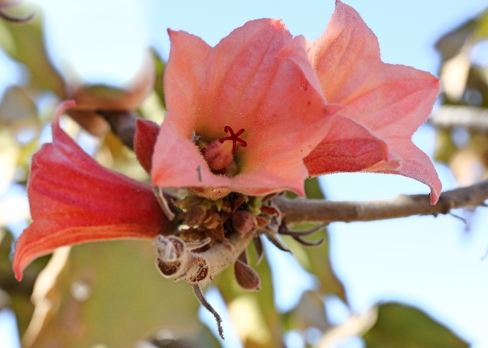 Western Australian Plants Malvaceae